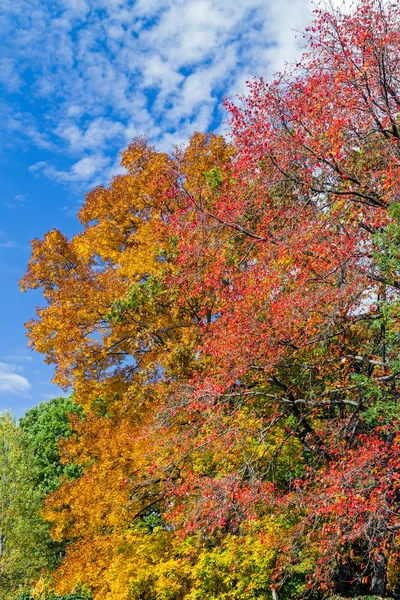 Autumn Assortment — Stock Photo, Image