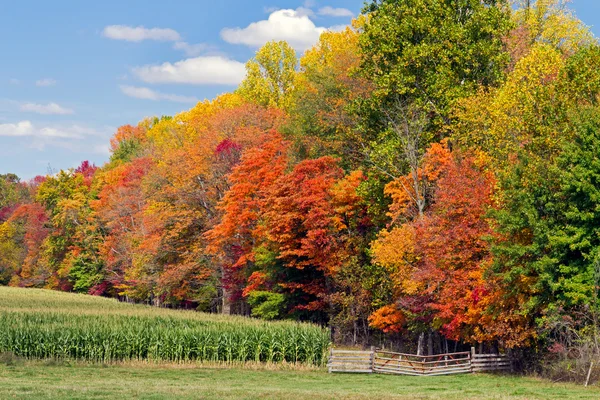 Árboles de Otoño y Cornfield — Foto de Stock