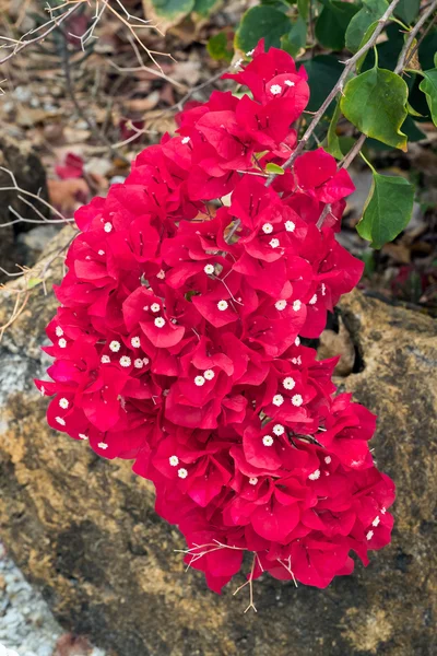 Bougainvillea flor cluster — Fotografia de Stock
