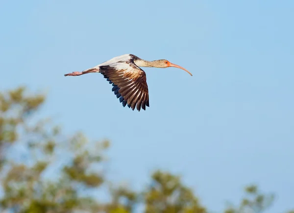 Jovem ibis em voo — Fotografia de Stock