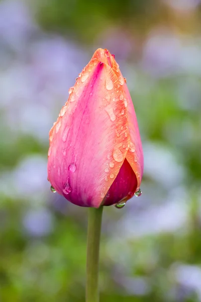 Mokre Tulip pastelowe — Zdjęcie stockowe