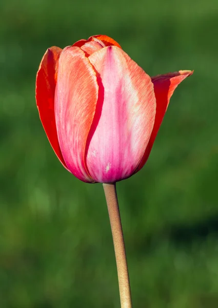 Piękne pastelowe tulipan — Zdjęcie stockowe