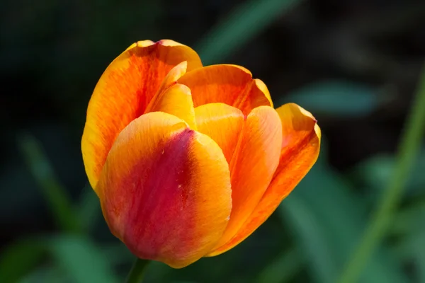 Goldene rote Tulpe — Stockfoto