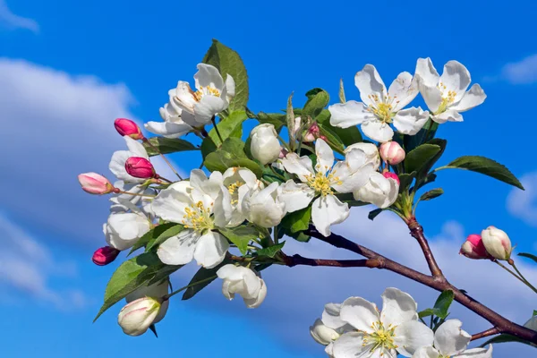 Floraison Crabe Fleur de pommier — Photo