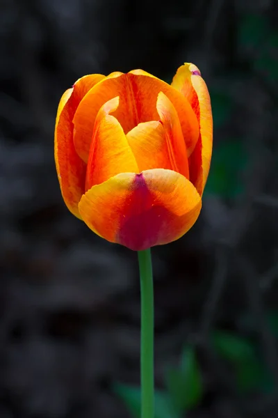 Tulipán soleado — Foto de Stock