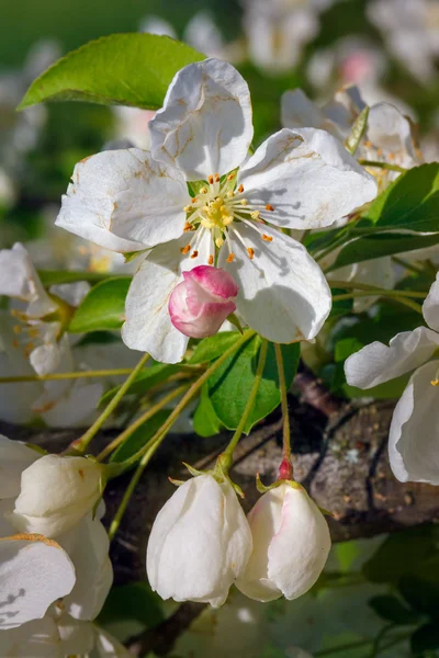 Crab Apple Blossom Closeup — Stock Photo, Image