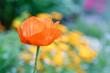 Tek turuncu haşhaş