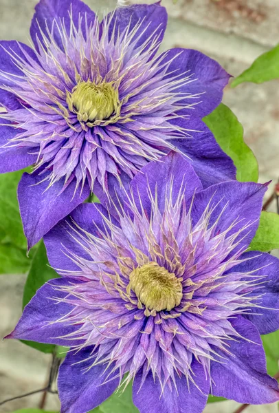 Purple Clematis Flowers — Stock Photo, Image