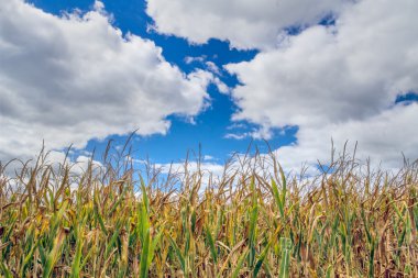 Corn and Clouds clipart