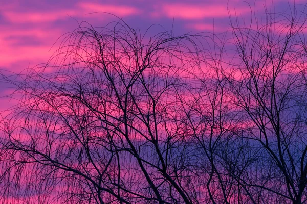 Branches silhouettées et coucher de soleil — Photo