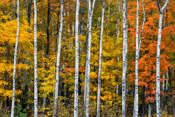 Podzimní bílá Bříza dřevo — Stock fotografie