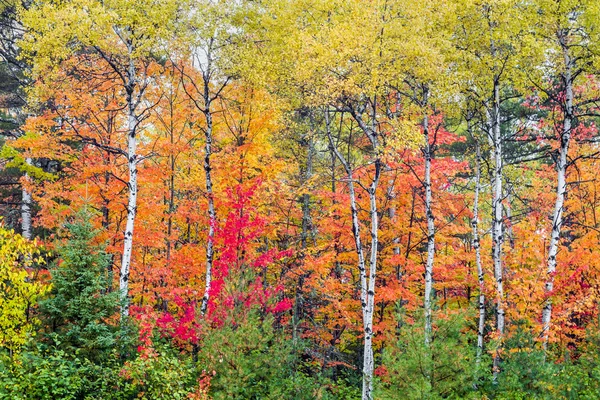 Autumn North Wood — Stock Photo, Image