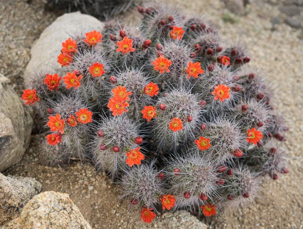 Квіти квітучі навесні пустелі в Scottsdale, штат Арізона, використання — стокове фото