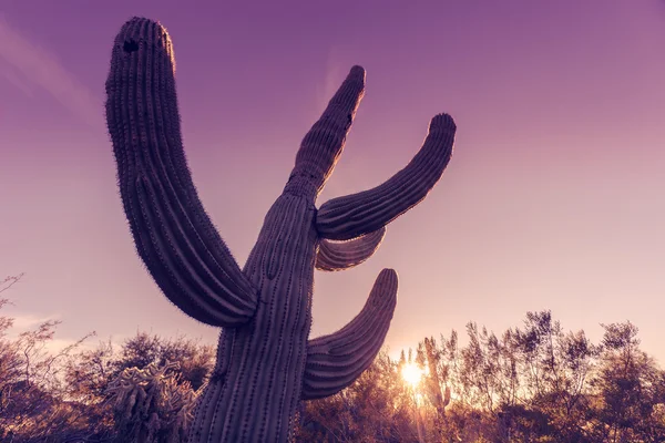 Extreme Weitwinkelaufnahme eines Saguaro-Kaktusbaums in der Wüste Arizonas bei Sonnenuntergang - Bildquerschnitt bearbeitet. — Stockfoto