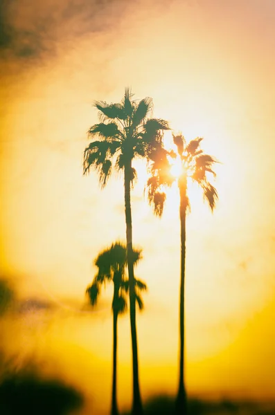 Palm tree ráj Santa Monica, Ca — Stock fotografie