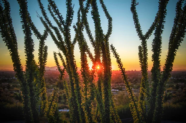 Hermosa mañana desierto —  Fotos de Stock