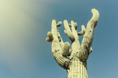 ikonik saguaro kaktüs ağacında 