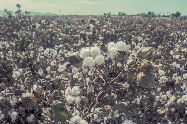 Paisaje Cultivo Algodón Bolos Algodón Maduros Rama — Foto de Stock