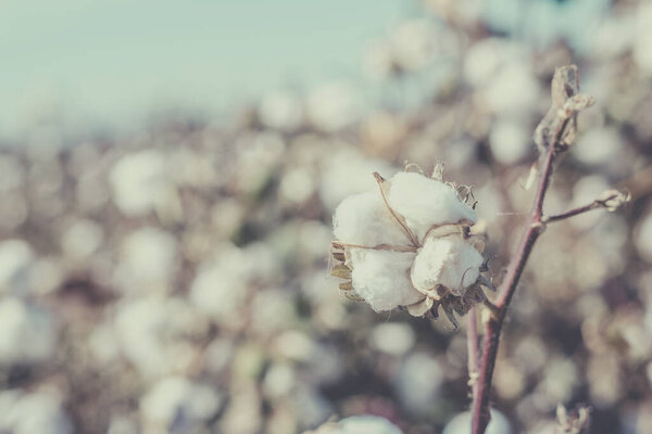 Cotton crop landscape, ripe cotton bolls on branch