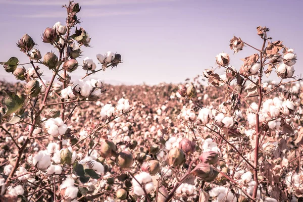 綿の作物の風景 枝に熟した綿のボール — ストック写真