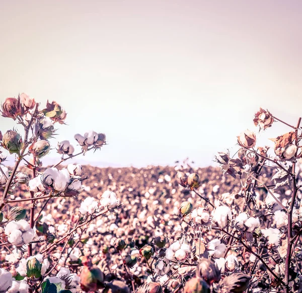 Cotton Crop Landscape Ripe Cotton Bolls Branch — Stock Photo, Image