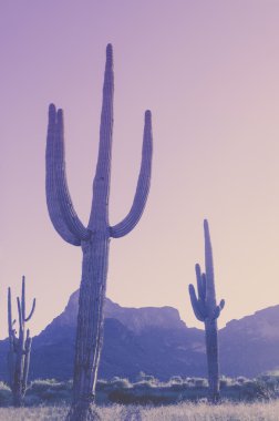 Saguaro kaktüsü çöl Dağ peyzaj Arizona, ABD