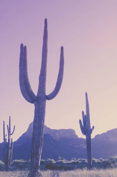 Saguaro kaktusz sivatagi hegyi táj Arizona, Amerikai Egyesült Államok — Stock Fotó