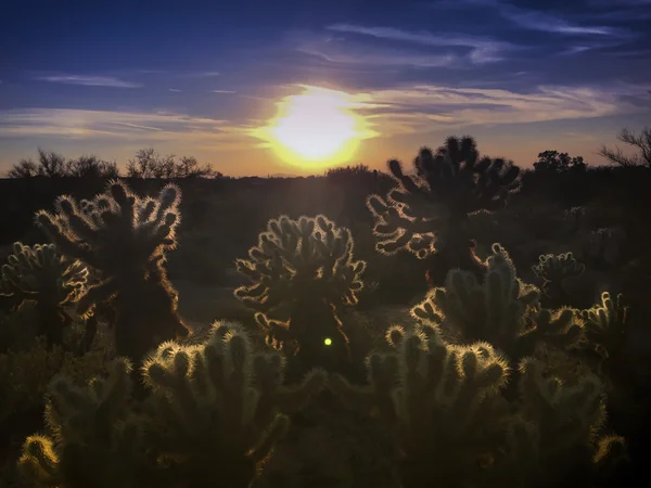 Desert Sunset — Stock Photo, Image
