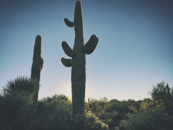スコッツデール、フェニックス、アリゾナ州、米国、砂漠の風景 — ストック写真