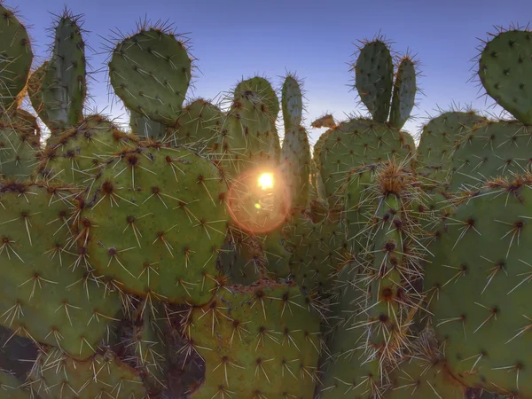 Prickly cactus with morning sunrise peaking through, Scottsdale,Arizona — Stock Photo, Image