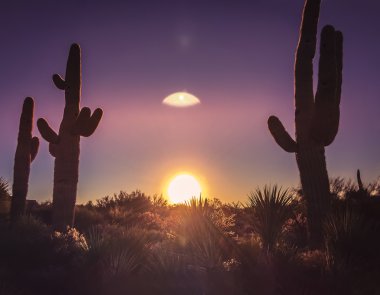 Desert sunset cactus landscape, Arizona,USA clipart