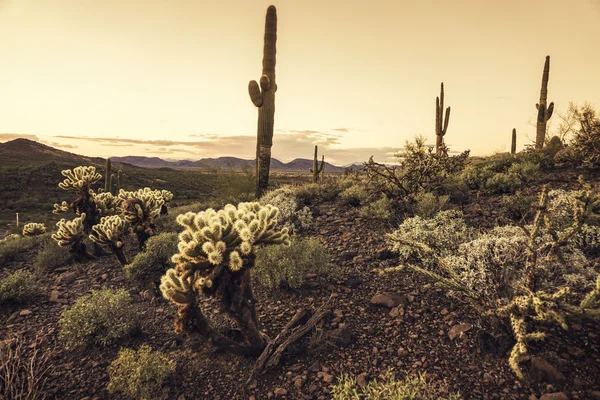 沙漠日落仙人掌景观，亚利桑那州，美国 — 图库照片