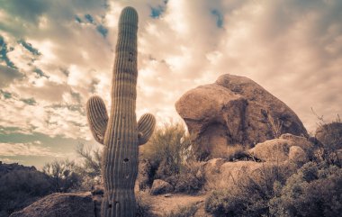 Gün batımı kaktüs manzara, Arizona, ABD çöl