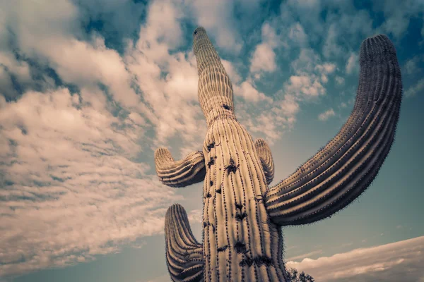 Wüste Sonnenuntergang Kakteenlandschaft, arizona, Vereinigte Staaten — Stockfoto