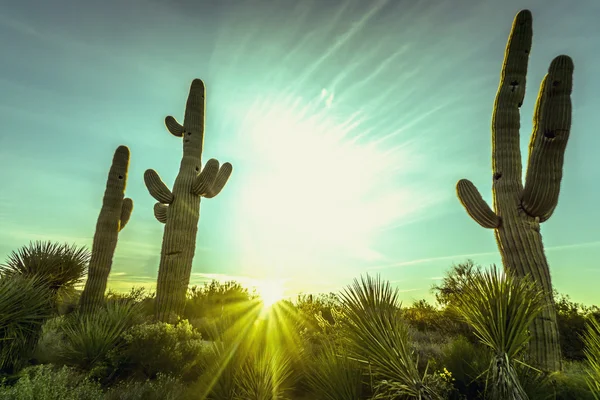 O pôr-do-sol do deserto sobre o vale do sol — Fotografia de Stock