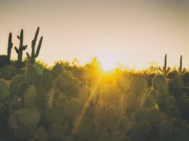 Gün batımı kaktüs manzara, Arizona, ABD çöl