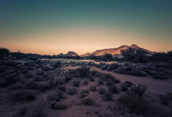 Gün batımı kaktüs manzara, Arizona, ABD çöl — Stok fotoğraf