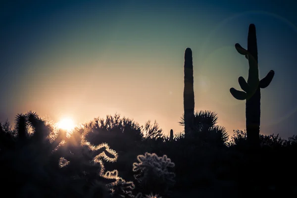 Wüste Sonnenuntergang Kakteenlandschaft — Stockfoto