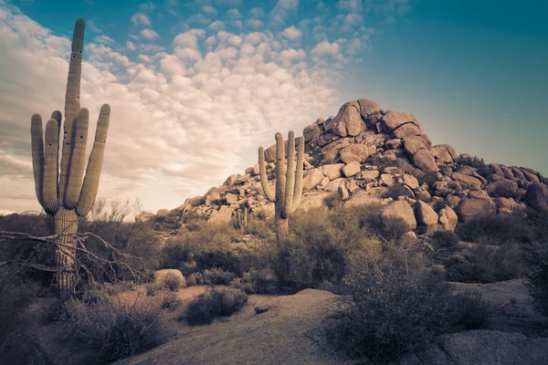 Gün batımı kaktüs manzara, Arizona, ABD çöl — Stok fotoğraf