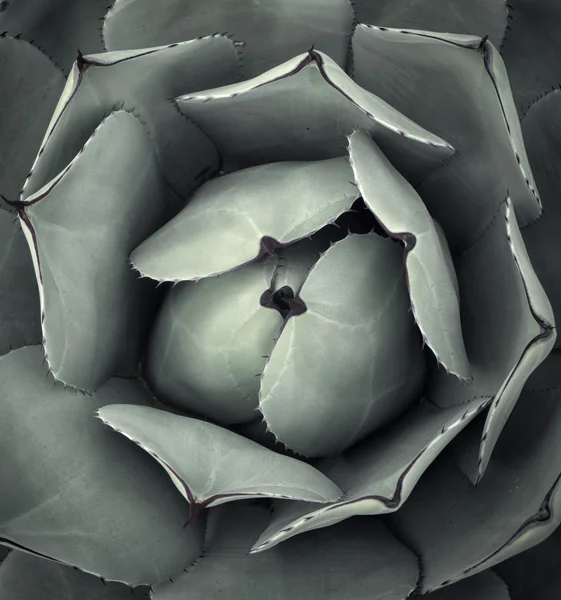 Retrato de arte de planta de cactus — Foto de Stock