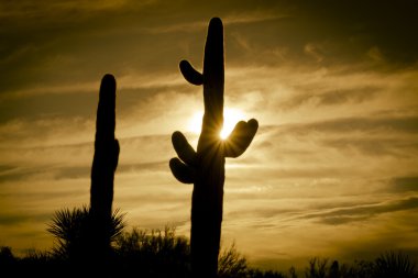 Desert sunset saguaro tree clipart