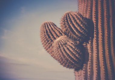 İkonik kaktüs ağacında silah Saguaro, Scottsdale, Phoenix, az