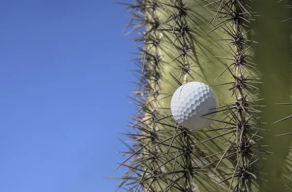 Мяч для гольфа застрял в кактусе пустыни — стоковое фото