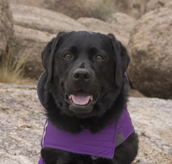 Лабрадор - служебная собака — стоковое фото