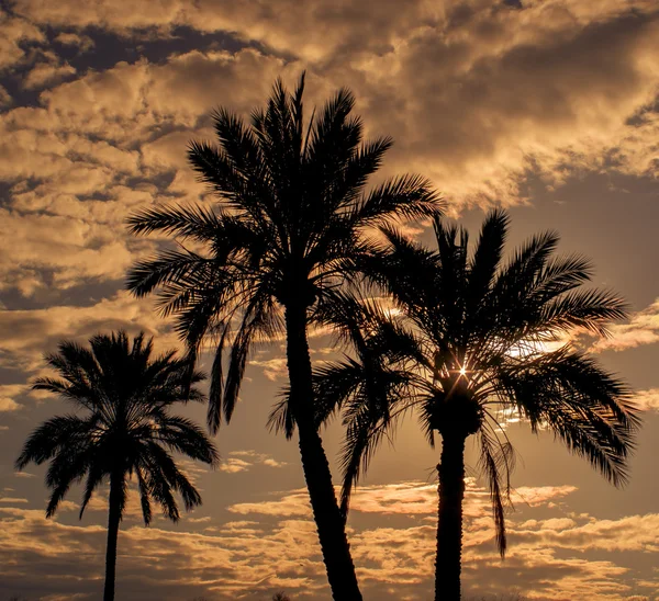 Californië palmbomen badend warme gouden licht — Stockfoto