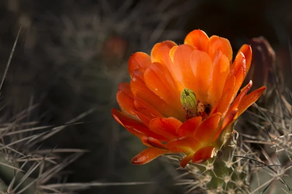 Kaktüs çiçek çiçeklenme — Stok fotoğraf