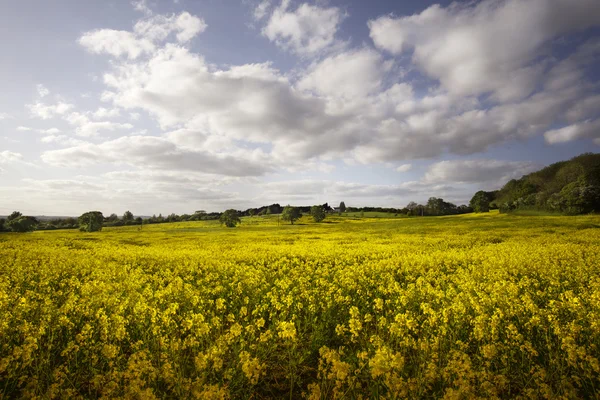 Paisaje rural inglés, con colza amarilla en flor — Foto de Stock