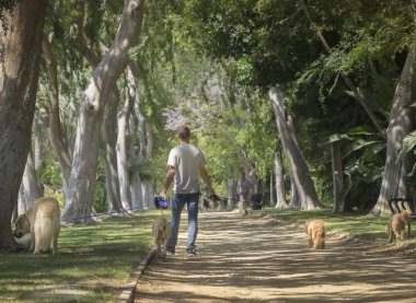 Beverly Hills, Ca, ABD, 2 Haziran 2015 güzel ağaç Beve kaplı