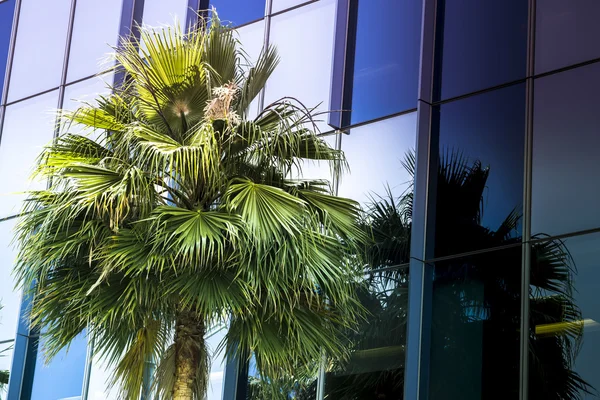 Palm tree in foreground of glass office building — Stock Photo, Image