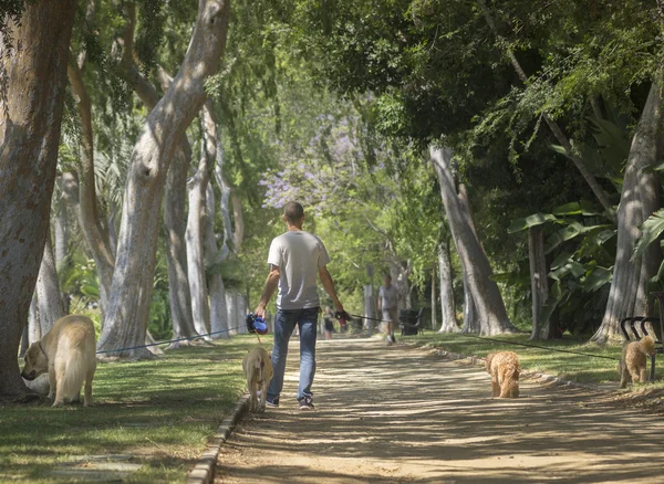 ビバリー ・ ヒルズ、カリフォルニア州、米国 2015 年 6 月 2 日美しい木の並ぶ Beve — ストック写真